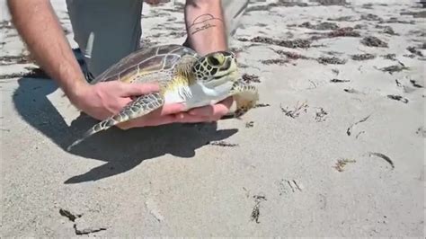 Juvenile Green Sea Turtle successfully released back into wild after treatment for hook injuries