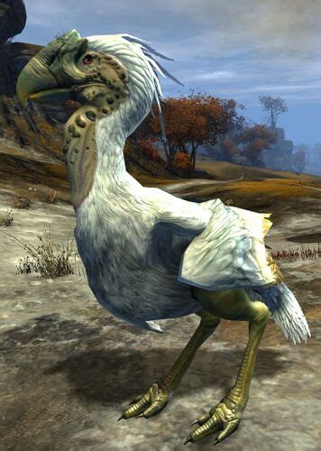 Juvenile White Moa, where are you? - Guild Wars 2