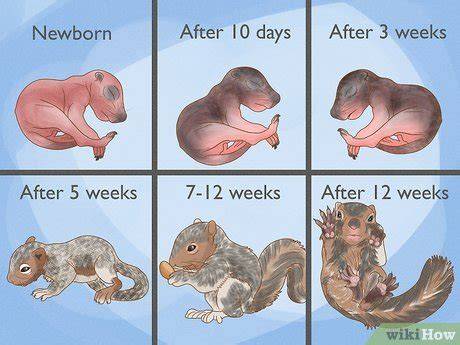 Juvenile squirrel vs baby squirrel.  They From Infant squirrel to Juvenile ...