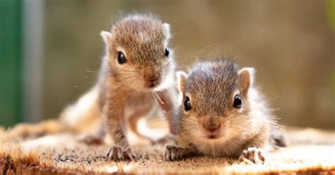 Juvenile squirrel.  A groupof baby squirrels is called a litter.  Baby s...