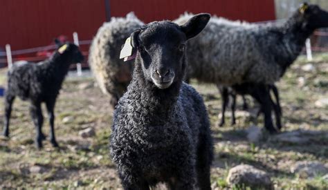 Köpa lamm från gård