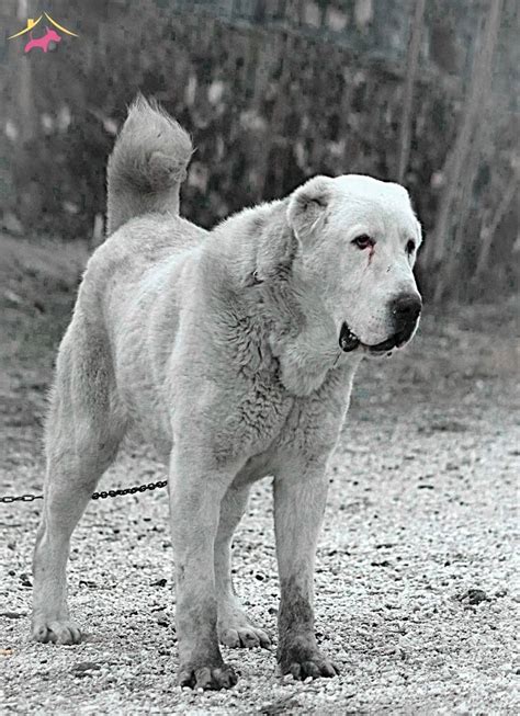 Köpek Alabay (Orta Asya Çoban Köpeği): cins özellikleri, içerik, bakım, terbiye .