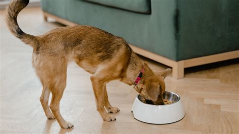 Köpek yeterince yemiyor ve kusuyor: Nedenleri ve yardım.