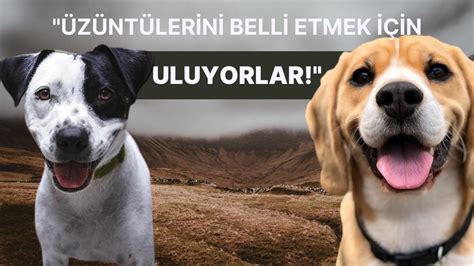 Köpekler neden ulur.