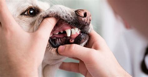 Köpeklerde Diş Eksikliği: Nede.. . 