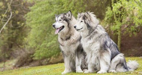 Köpeklerde Dişi ve Erkek Davra...