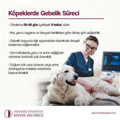 Köpeklerde Doğum Kontrolü: Kıs...