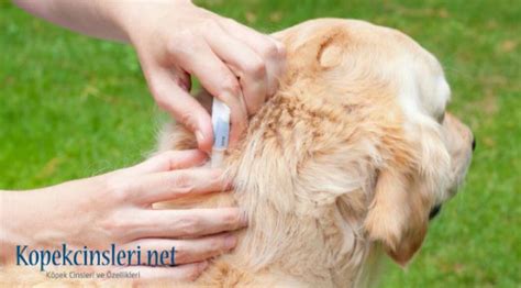 codini.rgarabwor.edu.pl. 