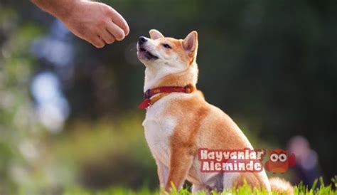 Köpeklere itaat eğitimi vermek isteyenler, Köpekler hakkındaki bilgilere ve uygulamaları öğrenmek isteyenler ve onlarla bağını güçlendirmek isteyen herkes bu eğitim programına katılabilir.