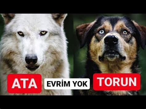 Köpeklerin evrimi Technopat Sosyal.