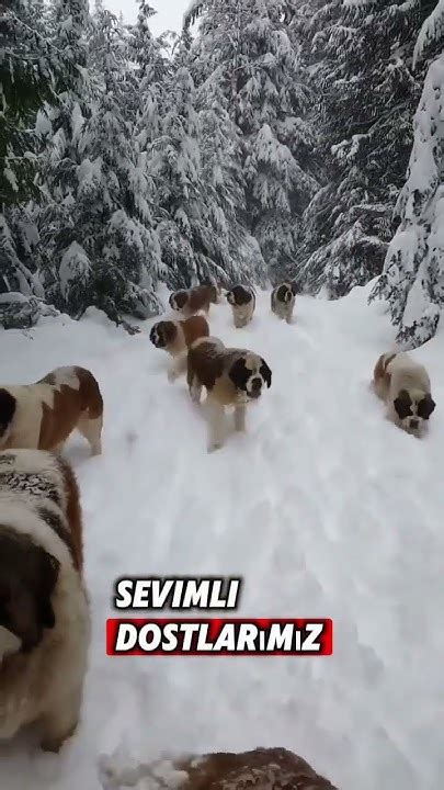 Köpeklerin korktuğu ses; gök gürültüsü #köpek #cocker #animals.