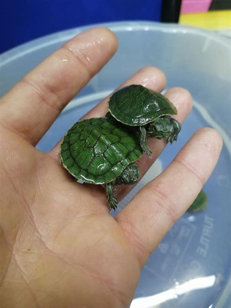 Küçük su kaplumbağası ne yer