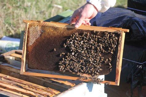 Küresel ısınma arıların dengesini bozdu: “Koloni kayıpları yaşanıyor”s