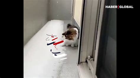 Kısırlaştırılan kedinin tepkisi