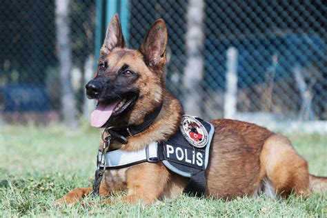 K-9 dogs, also known as police dogs, are an integral part of law enforcement agencies around the world. These highly trained canine partners play a crucial role in …. 
