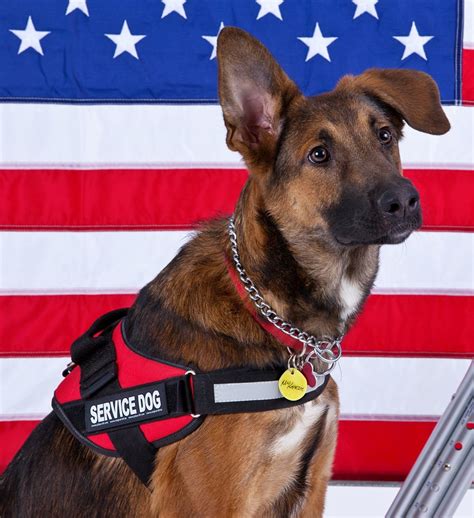 K9 connection. Things To Know About K9 connection. 