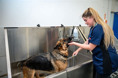 K9 grooming. Things To Know About K9 grooming. 