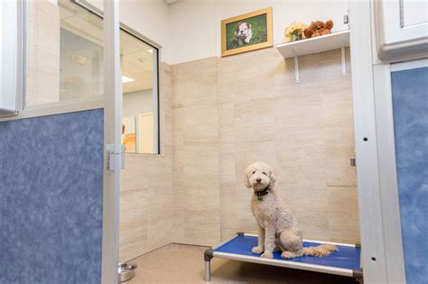 Give us a call at (609) 546-4233 or contact us online to learn more about dog boarding near you! Each luxury suite is spacious, cage-free, and includes: Comfy Kuranda dog bedding. An in-suite television streaming Animal Planet or DogTV. Window views.