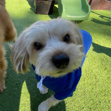 K9 services facebook.  13,074 likes &middot; 194 talking about this &middot; 1,753 ...