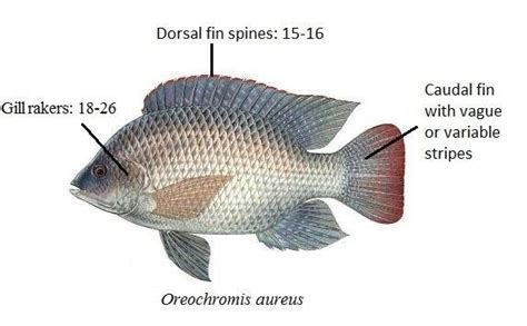Kajian Morfologi Ikan Nila (Oreochromis niloticus) dalam Habitat Air ... - raincitystudios.com