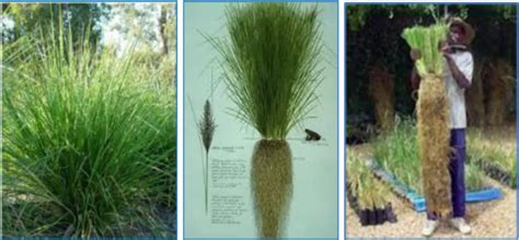 Kajian Rumput Vetiver Sebagai Pengaman Lereng … - raincitystudios.com