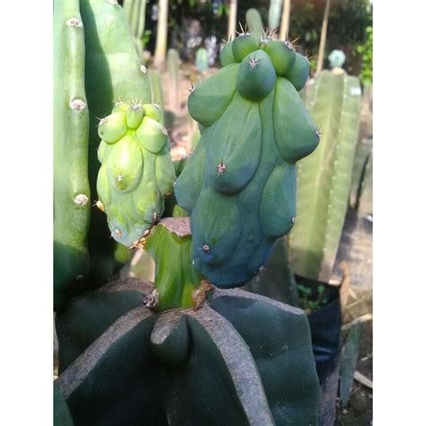 Kaktus Susu | Myrtillocactus Geometrizans ... - Shopee Indonesia - raincitystudios.com