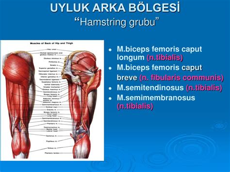 KALÇA EKLEMİNİ ETKİLEYEN GLUTEAL BÖLGE VE UYLUK.