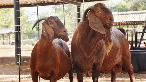 Kalahari goats are one of the most profitable and fast-growing meat ... - raincitystudios.com