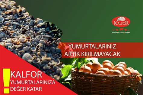 codini.rgarabwor.edu.pl. 