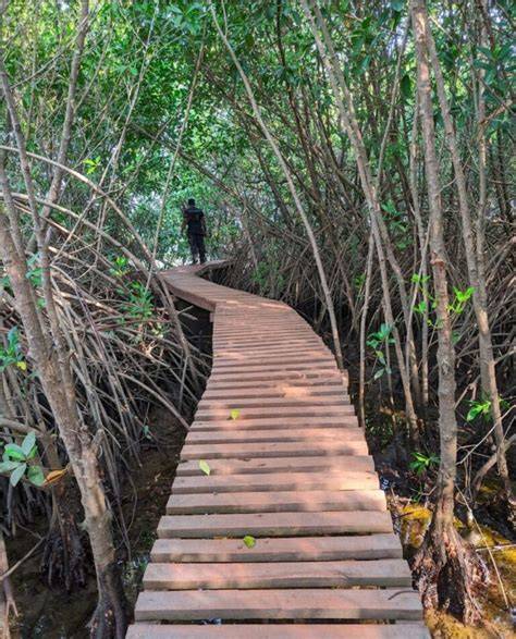 Kali Mangrove Board Walk Photos - raincitystudios.com