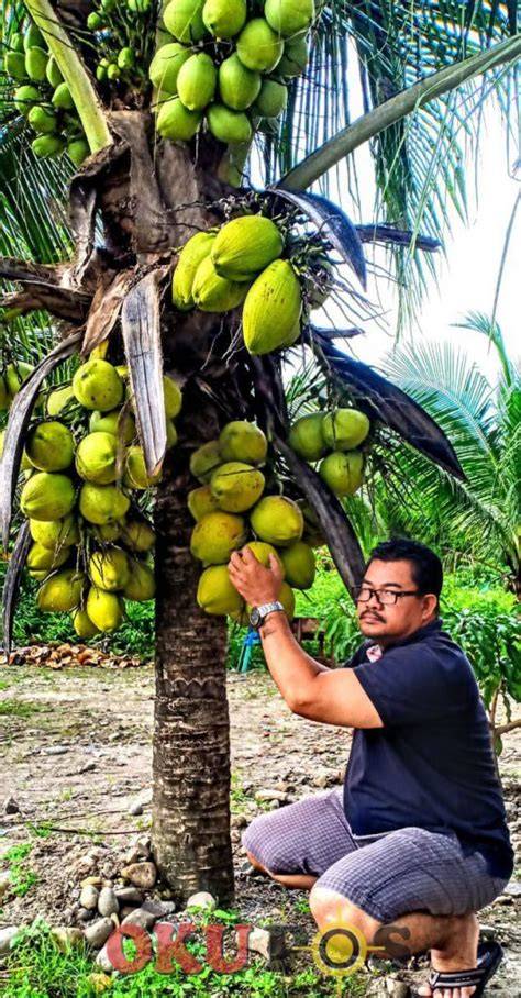 KALKULASI LOGIS INVESTASI KELAPA - OKU POS - raincitystudios.com