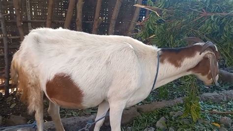 Kambing bunting #kambing #reels | Peternak Kambing Milenial - raincitystudios.com