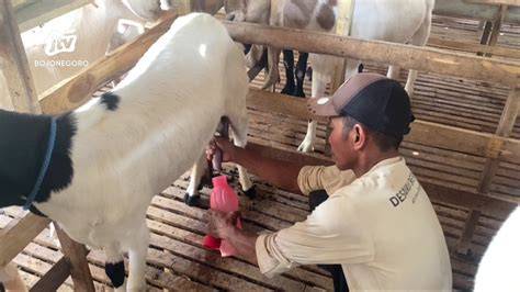 kambing perah #peternakan #ternak #kambing #shorts #fyp - raincitystudios.com