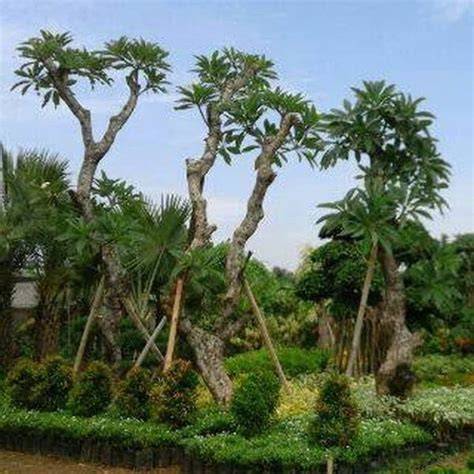 Kamboja Fosil, Nilai Historis dan Estetikanya - Futa Farm - raincitystudios.com