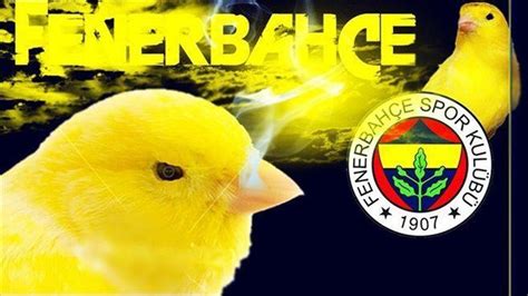 KANARYA FENER “En son umutlar ölür” #Fenerbahçe. 