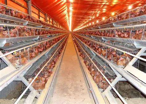 Kandang Ayam Petelur: Modern & Awet, Harga … - raincitystudios.com