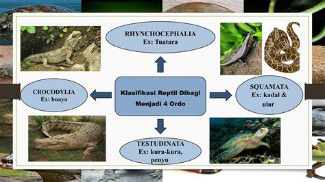 Karakteristik dan Kelas Reptilia - raincitystudios.com