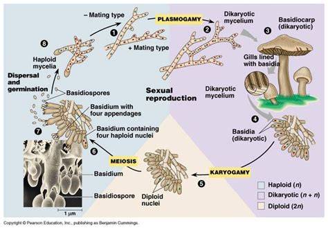 Karakteristik dan Reproduksi Basidiomycota | PDF - raincitystudios.com