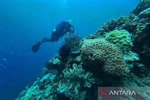 Karang Laut - KUMPULAN CERITA ANAK dan … - raincitystudios.com