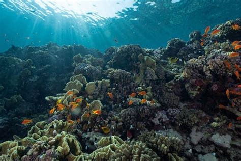 Karbondioksida Meningkat, Ekosistem Laut Terancam - raincitystudios.com