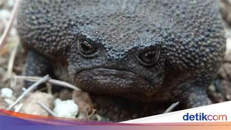 Katak Afrika - muktibox.com