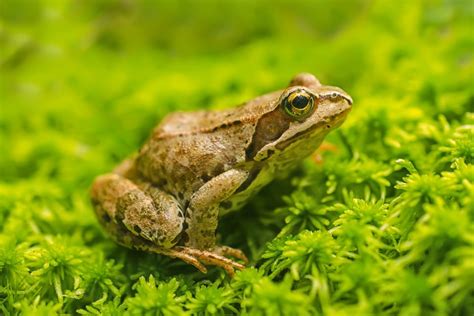 Katak - Wikipedia bahasa Indonesia, ensiklopedia bebas - muktibox.com