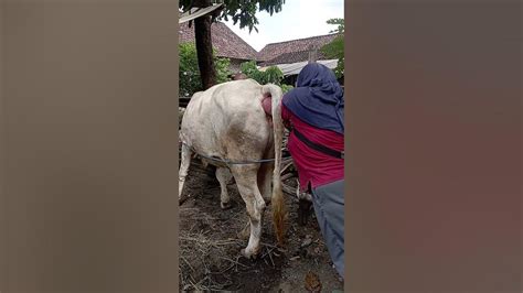 Kawin Suntik Sapi - muktibox.com