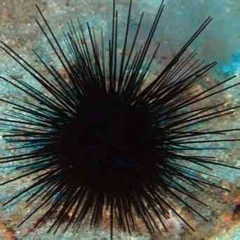 Keanekaragaman Bulu Babi (Echinoidea) Di Perairan Distrik ... - UNIPA - raincitystudios.com