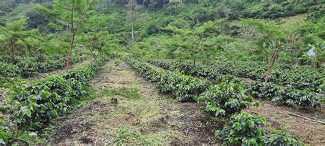 KEANEKARAGAMAN VEGETASI PADA SISTEM AGROFORESTRI DI BIOSITE KEBUN KOPI ... - raincitystudios.com