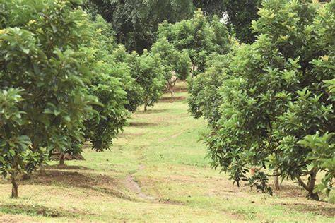 kebun alpukat sukses #creatorsearchinsights # ... - raincitystudios.com