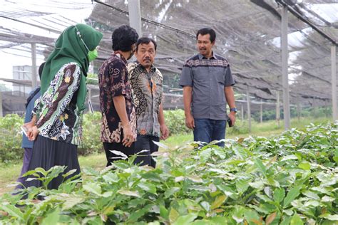 Kebun Benih - **Mau Tanam Sayur Sendiri Tanpa Ribet ... - wintechmobiles.com
