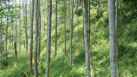 Kebun Sengon | Kavling Sengon - raincitystudios.com