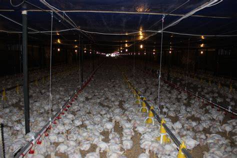 Kebutuhan dan Kualitas Air Pada Proses Budidaya Ayam - raincitystudios.com