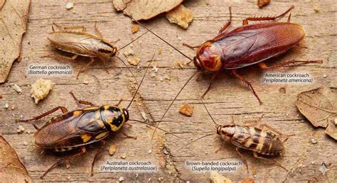 Kecoa Paling Berbahaya Di Dunia - wintechmobiles.com